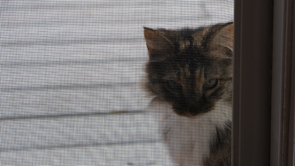 網戸と猫