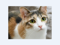 Windowsのフォトビューアーの代わりとなるアプリ8選